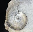 Double Amaltheus Ammonite Specimen - Dorset, England #30783-2